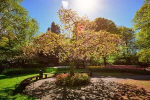 Blooming tree in Keukenhof flower garden, Netherlands photo