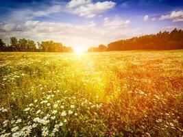 Summer blooming meadow field photo