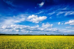 primavera verano antecedentes canola campo con azul cielo foto