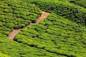 Tea plantations, India photo