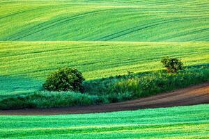 Rolling landscape of South Moravia in the morning photo
