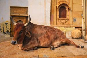 Indian cow resting in the street photo