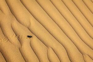 Scarab Scarabaeus beetle on desert sand photo