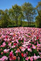 Blooming tulips flowerbed in Keukenhof flower garden, Netherland photo