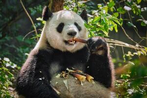 Giant panda bear in China photo