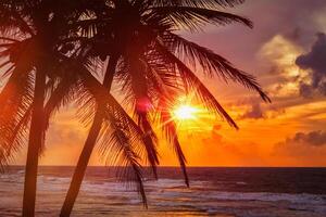 Tropical sunset scene with palms photo