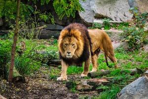 Lion in jungle forest in nature photo