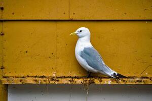 Gaviota pájaro cerca arriba foto