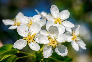 Apple tree blossoming flowers photo