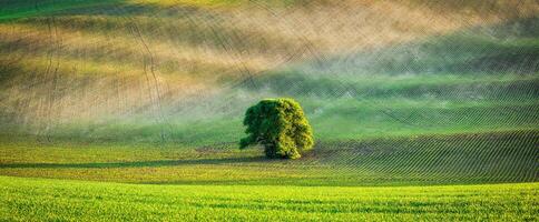 Panorama of lonely tree in ploughed field photo