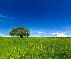 Spring summer green field scenery lanscape with single tree photo