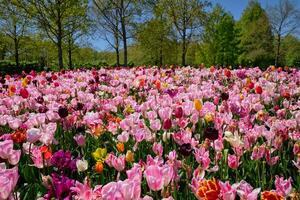 Blooming tulips flowerbed in Keukenhof flower garden, Netherland photo