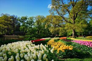 Blooming tulips flowerbeds in Keukenhof flower garden, Netherlan photo