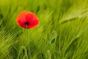 Red poppy in field photo