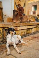 Indian cow resting in the street photo