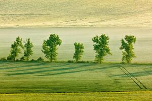 Moravian rolling landscape with trees in morning photo