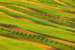 Striped fields of South Moravia photo