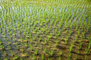 Green rice paddy in India photo