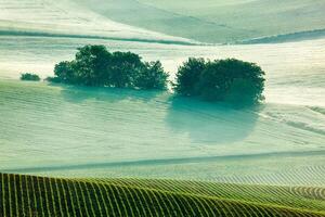 Moravian rolling fields in morning mist photo