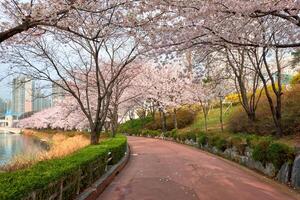 Blooming sakura cherry blossom alley in park photo