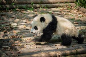 Giant panda bear in China photo