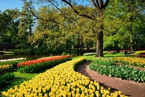 Blooming tulips flowerbeds in Keukenhof flower garden, Netherlan photo