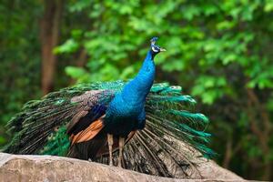 pavo real pájaro en bosque foto