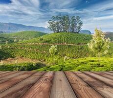 Green tea plantations in Munnar, Kerala, India photo