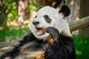 Giant panda bear in China photo