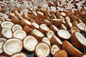 Drying coconuts, Kerala, South India photo