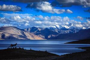 Tso Moriri, Ladakh photo