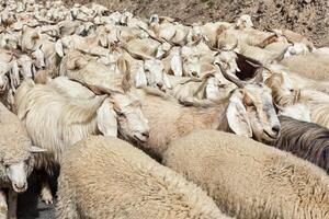 Herd of Pashmina sheep and goats in Himalayas photo