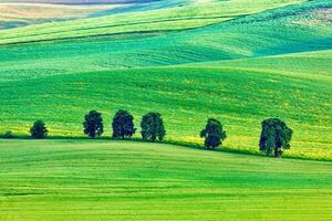 Rolling landscape of South Moravia with trees. photo