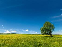 Spring summer green field scenery lanscape with single tree photo