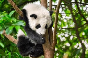 gigante panda oso en China foto