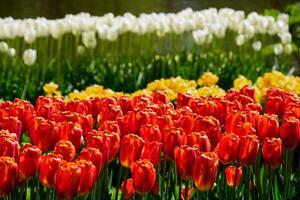 Blooming tulips flowerbed in Keukenhof flower garden, Netherlands photo