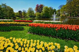 Blooming tulips flowerbed in Keukenhof flower garden, Netherland photo