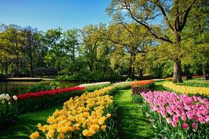 Blooming tulips flowerbeds in Keukenhof flower garden, Netherlan photo