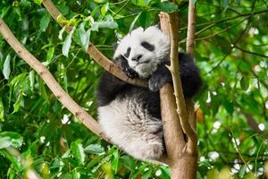 Giant panda bear in China photo