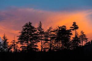 Silhouettes of trees on sunset photo