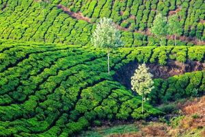 Green tea plantations photo