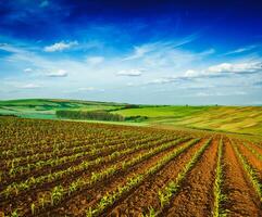 Rolling fields of Moravia photo