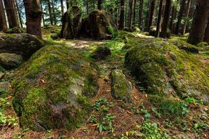 Pine forest with rocks and green moss photo