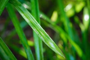 Lush green grass leaves with drops of water dew droplets in the wind in morning photo