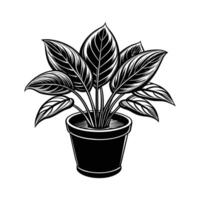 Home Plant in pots sketch vector