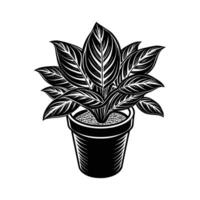 Home Plant in pots sketch vector