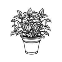 Home Plant in pots sketch vector
