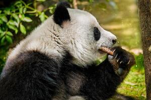 Giant panda bear in China photo