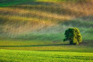 Lonely tree in olling fields photo