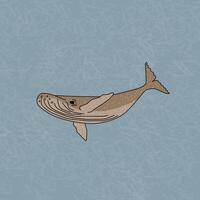 Humpback whale in the ocean. An animal of Antarctica. Cartoon hand drawn outline character with texture vector